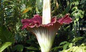 Amorphophallus: secretos de su cuidado en casa