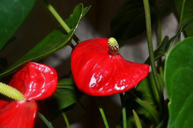 anthurium-cvetenie-e1484475722606-8385781