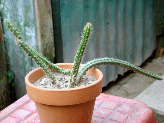 ¿Dónde colocar un cactus áporo?