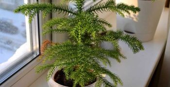 Araucaria: cuidados caseros para la salud y belleza de la planta