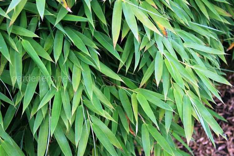 Почему кончики листьев арундинарии коричневеют