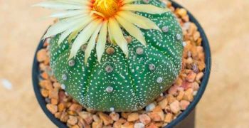 Astrophytum: reglas de cuidado en el hogar