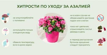 Азалия: уход в домашних условиях – советы и рекомендации