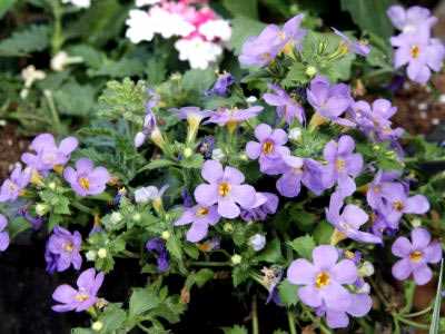 Bacopa: Toxicidad y precauciones