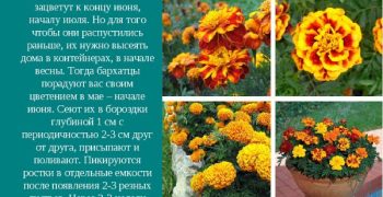 barhattsy-nizkoroslye-krupnotsvetkovye-sorta-17-5500814