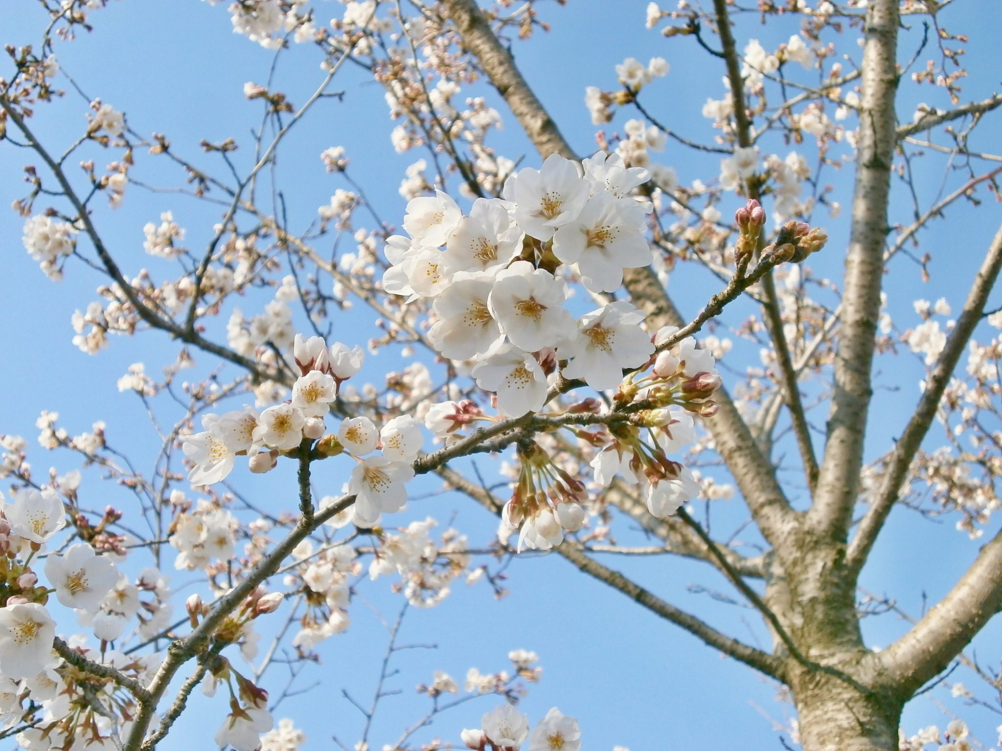 Причины отсутствия цветения у вишни