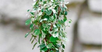 Breinia snowberry: cuidado y propagación en casa