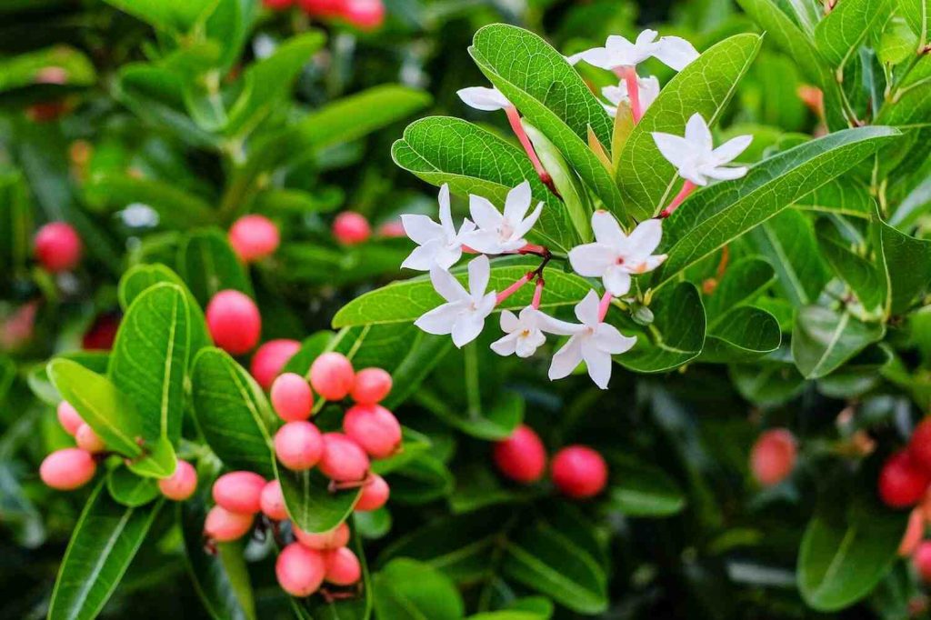 Карисса – очаровательное растение, которое в последнее время стало очень популярным среди цветоводов