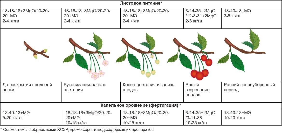 Почему смородина не цветет