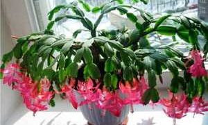 Decembrista Schlumbergera: cuidado en el hogar