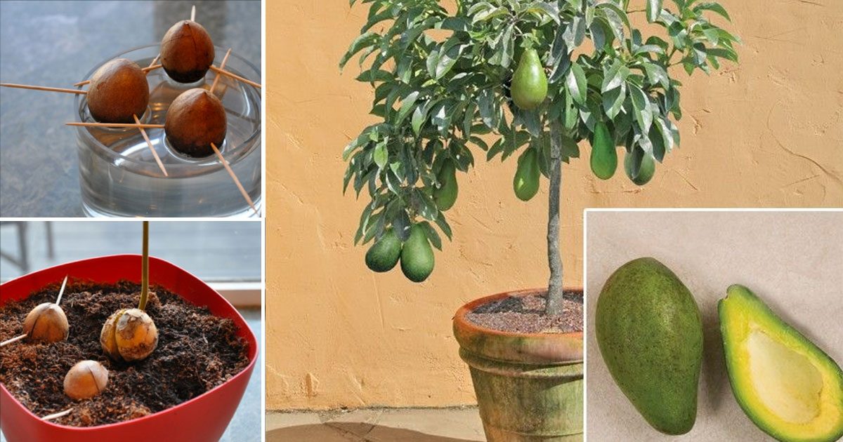 о выращивании манго в домашних условиях