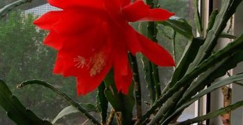 Epiphyllum: cuidado en el hogar para plantas de apartamento