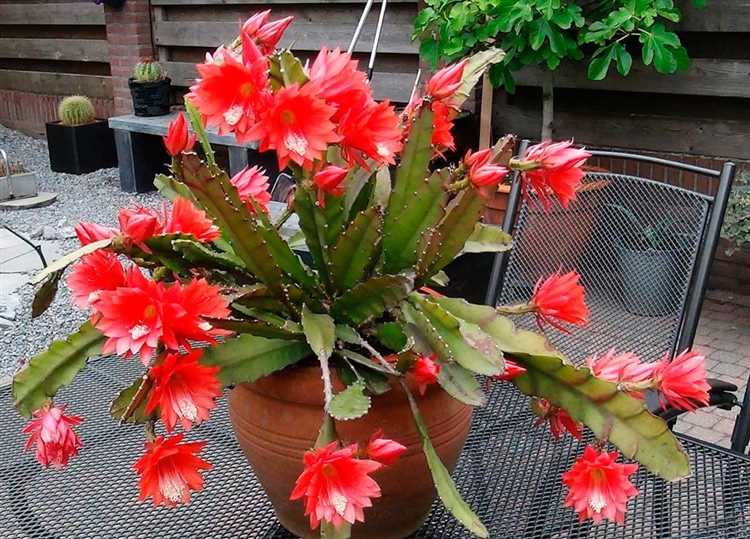 Régimen de temperatura para el epiphyllum en condiciones domésticas