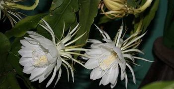 Epiphyllum: reglas de cuidado en el hogar
