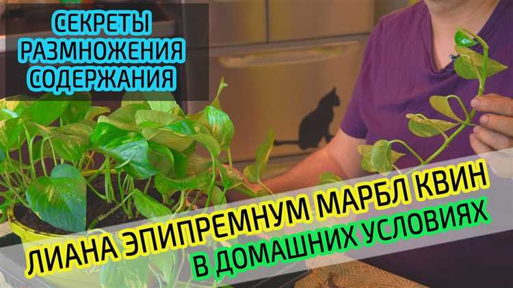 Болезни и вредители эпипремнума