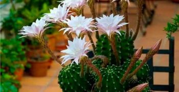 Echinopsis: cuidado en el hogar - recomendaciones y secretos