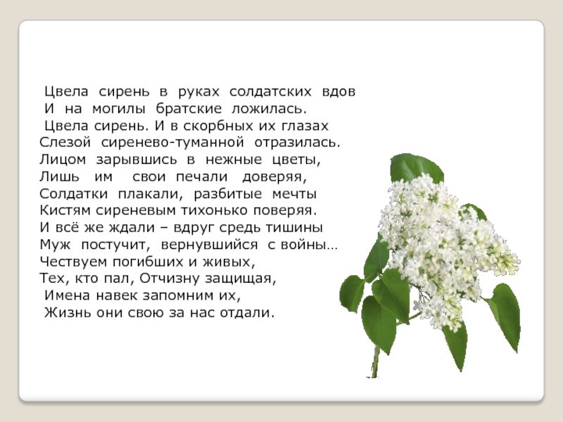 Аннотация слезы. Сирень Победы стихи. Стихи про сирень. Стихи Хорхординой. Белая сирень стихи.