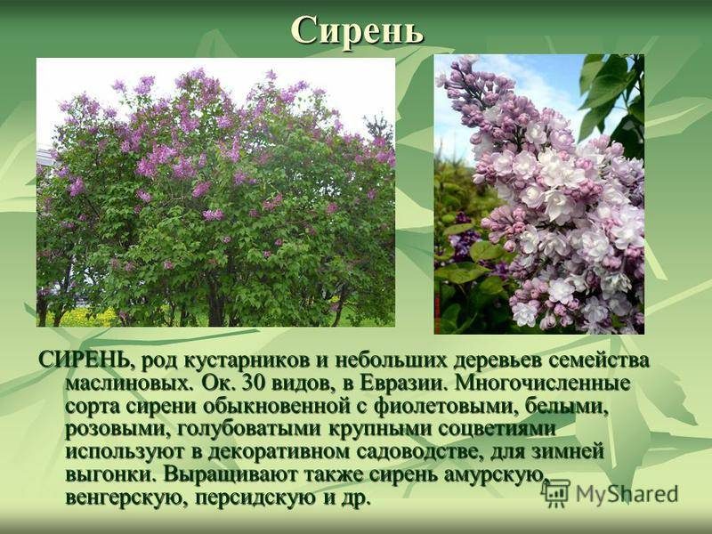 Проект про сирень