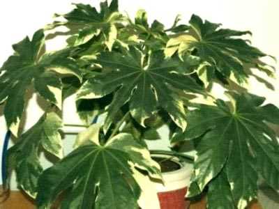 ¿Por qué no florece la fatsia japonesa en casa?