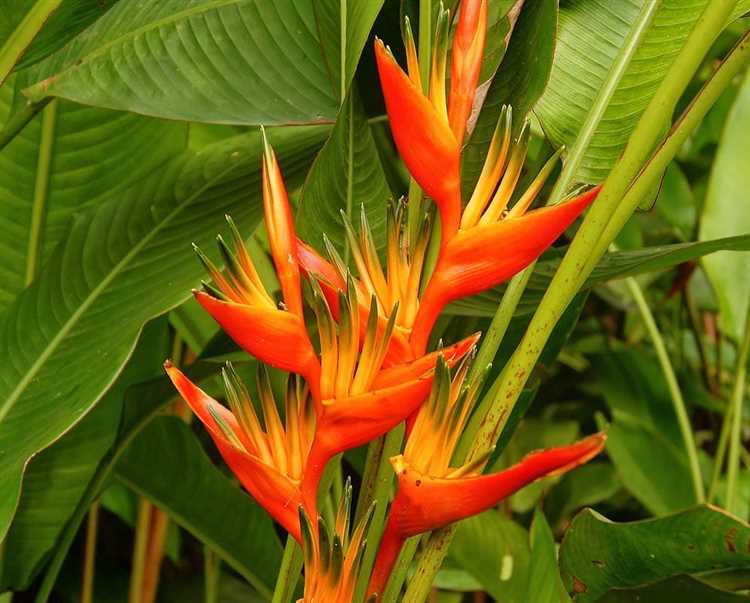 Heliconia venenosa