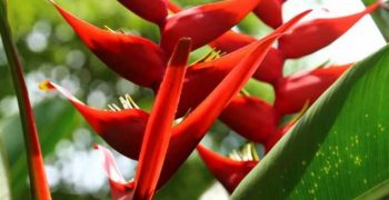 Heliconia: cuidados en casa - consejos y recomendaciones