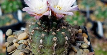 Gymnocalicium: cuidado en el hogar, reglas básicas y secretos