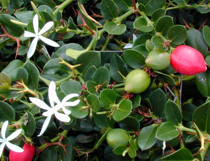Карисса крупноцветковая (Carissa grandiflora)