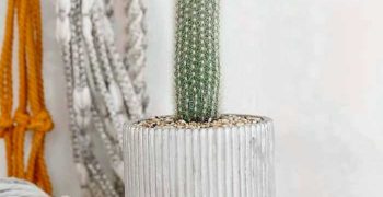 Cómo cuidar correctamente de un cactus de cleistocactus en el hogar