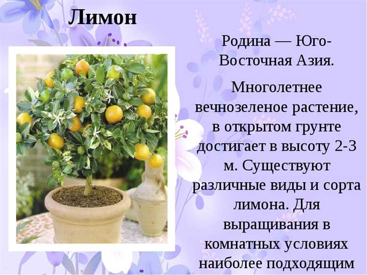 Способы размножения комнатного лимона