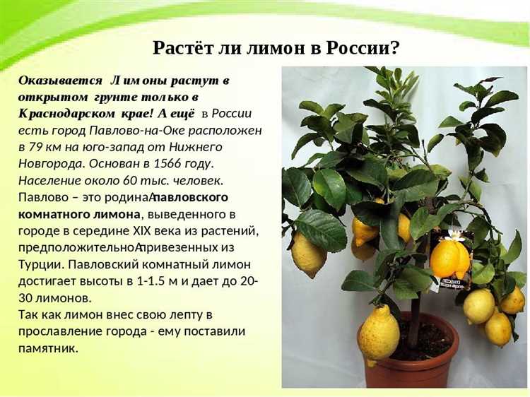 Почему желтеют листья комнатного лимона в домашних условиях