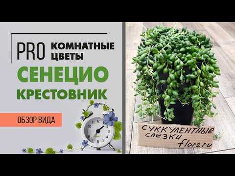 Куда поставить крестовник