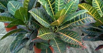 Cómo cuidar bien el codium croton en casa