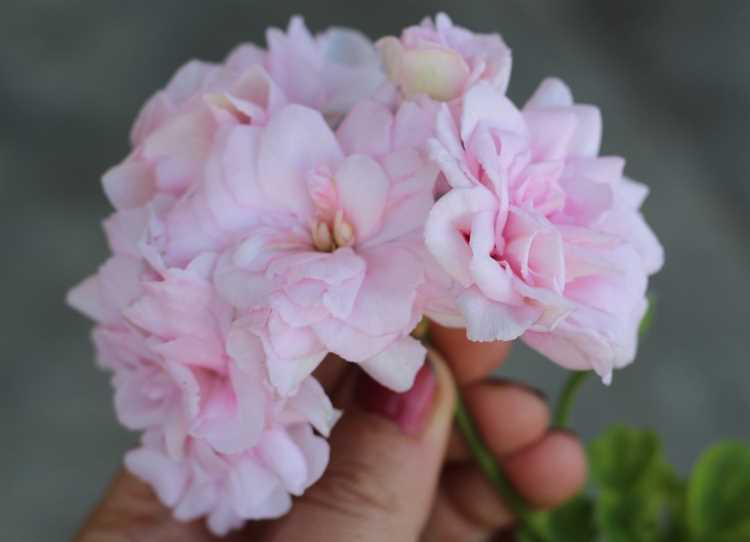 Пеларгония: узнайте больше о цветении этого растения