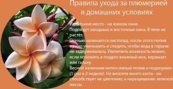 Как правильно ухаживать за плюмерией в домашних условиях: советы и рекомендации