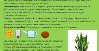 Как правильно ухаживать за псевдоэрантемумом в домашних условиях: советы и рекомендации