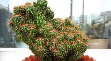 Белый налет на листьях крупного кактуса цереуса: причины и методы борьбы