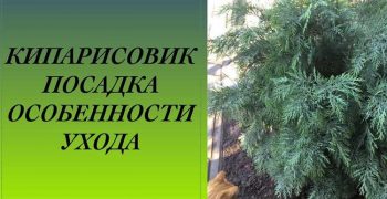 Кипарисовик лавсона: правила ухода в домашних условиях