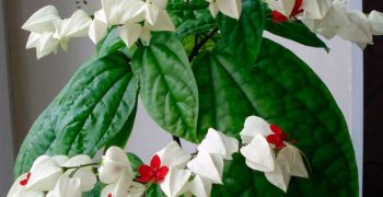 Cuidados del clerodendro en casa: consejos para cultivarlo con éxito