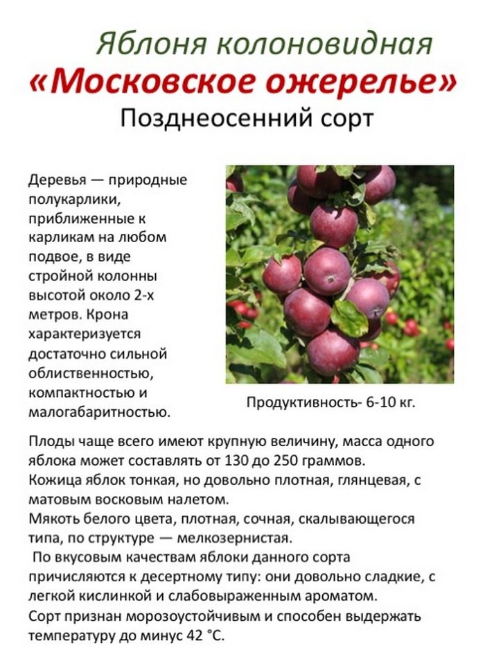 kolonovidnaya-yablonya-moskovskoe-ozherele-9-1121086