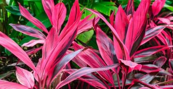 Cordyline: reglas básicas para cuidarla en casa