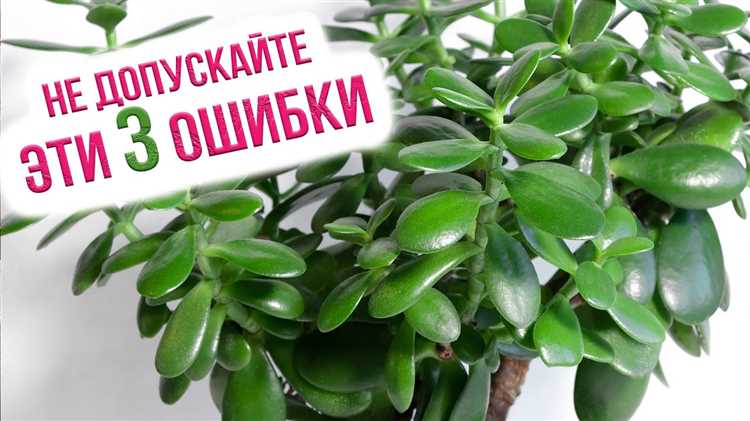 ¿Dónde colocar una Crassula?