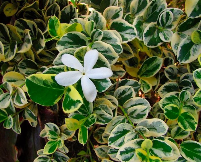 Пестролистная (Carissa macrocarpa humphrey variegata)