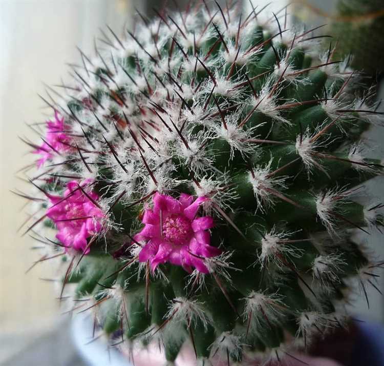 Formas de reproducción de la mammillaria