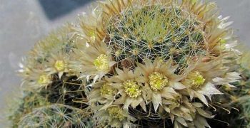 Mammillaria: secretos para cuidar de la planta en interiores