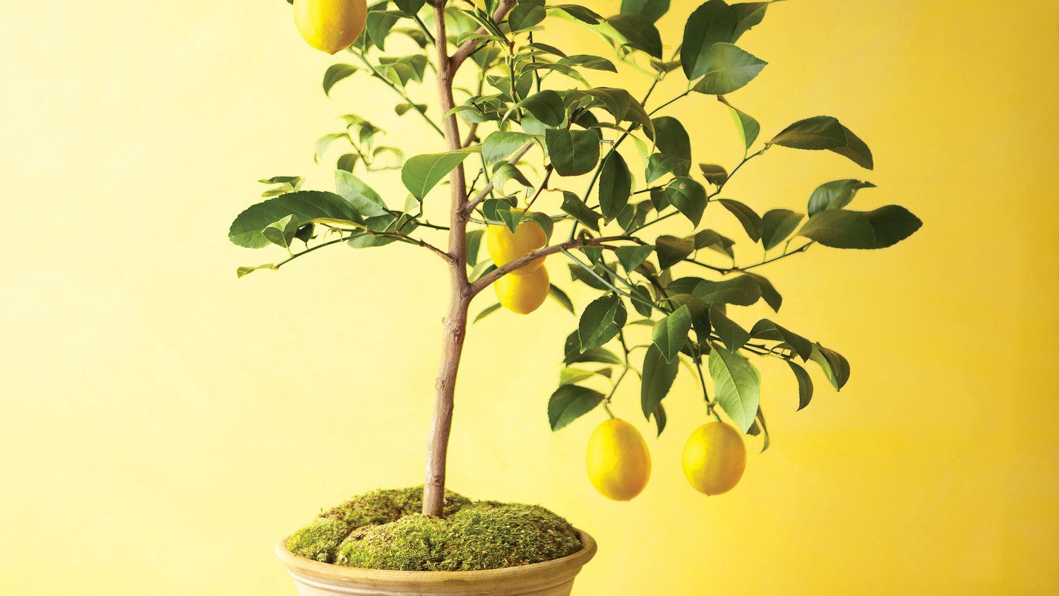 Lemon tree. Лимонное дерево маленькое. Растение лимон в комнате. Корень лимонного дерева. Лимонное дерево в детской.