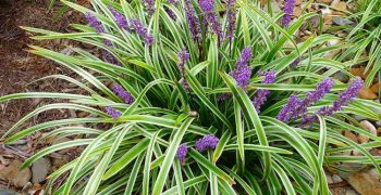 Cuidados caseros del Ophiopogon: consejos para cuidar la planta