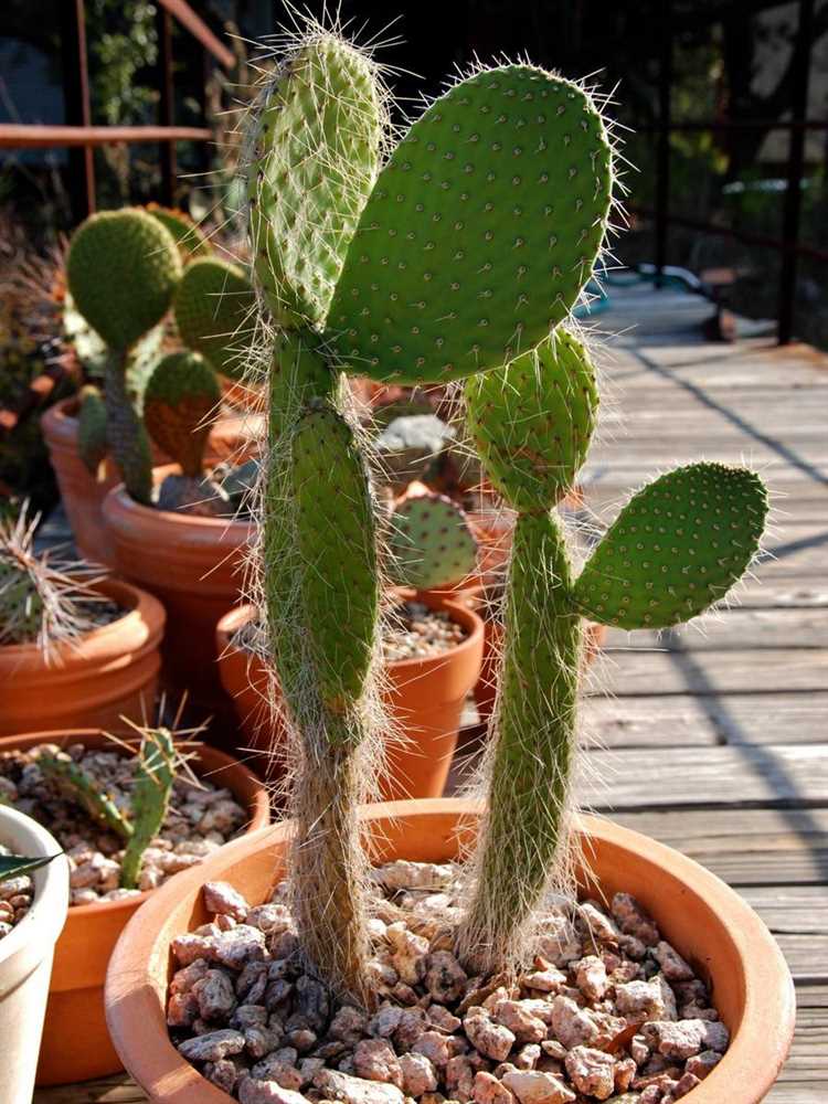 Moho blanco en las hojas de la opuntia: causas y métodos de control