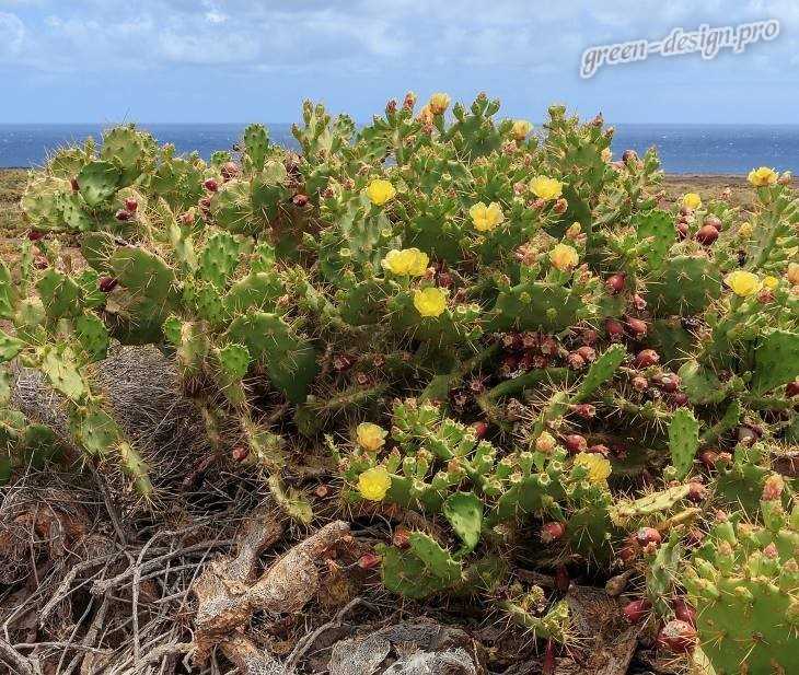 Opuntia: floración