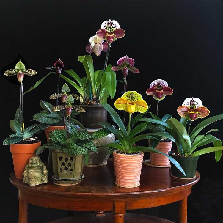 Пересадка орхидеи пафиопедилума
