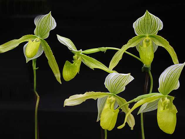 Белый налет на листьях орхидеи пафиопедилум: возможные причины и их устранение